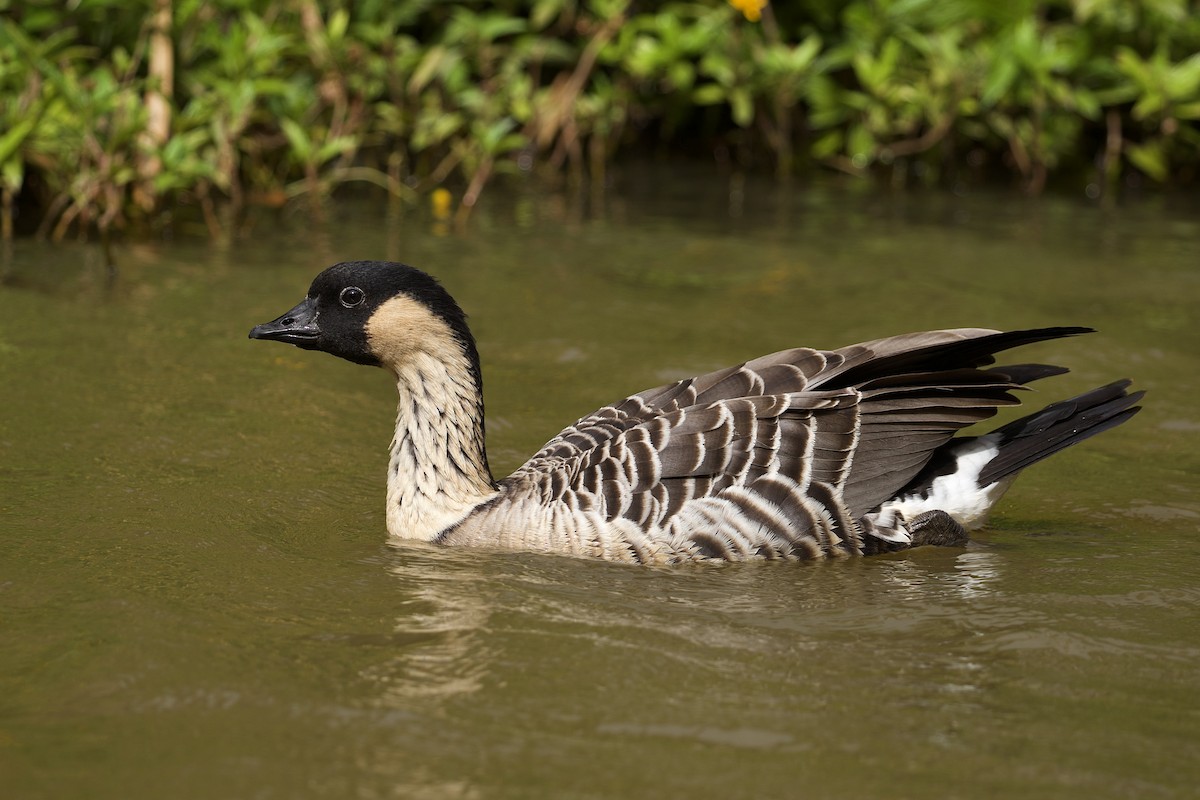 Hawaiian Goose - Will Schenck