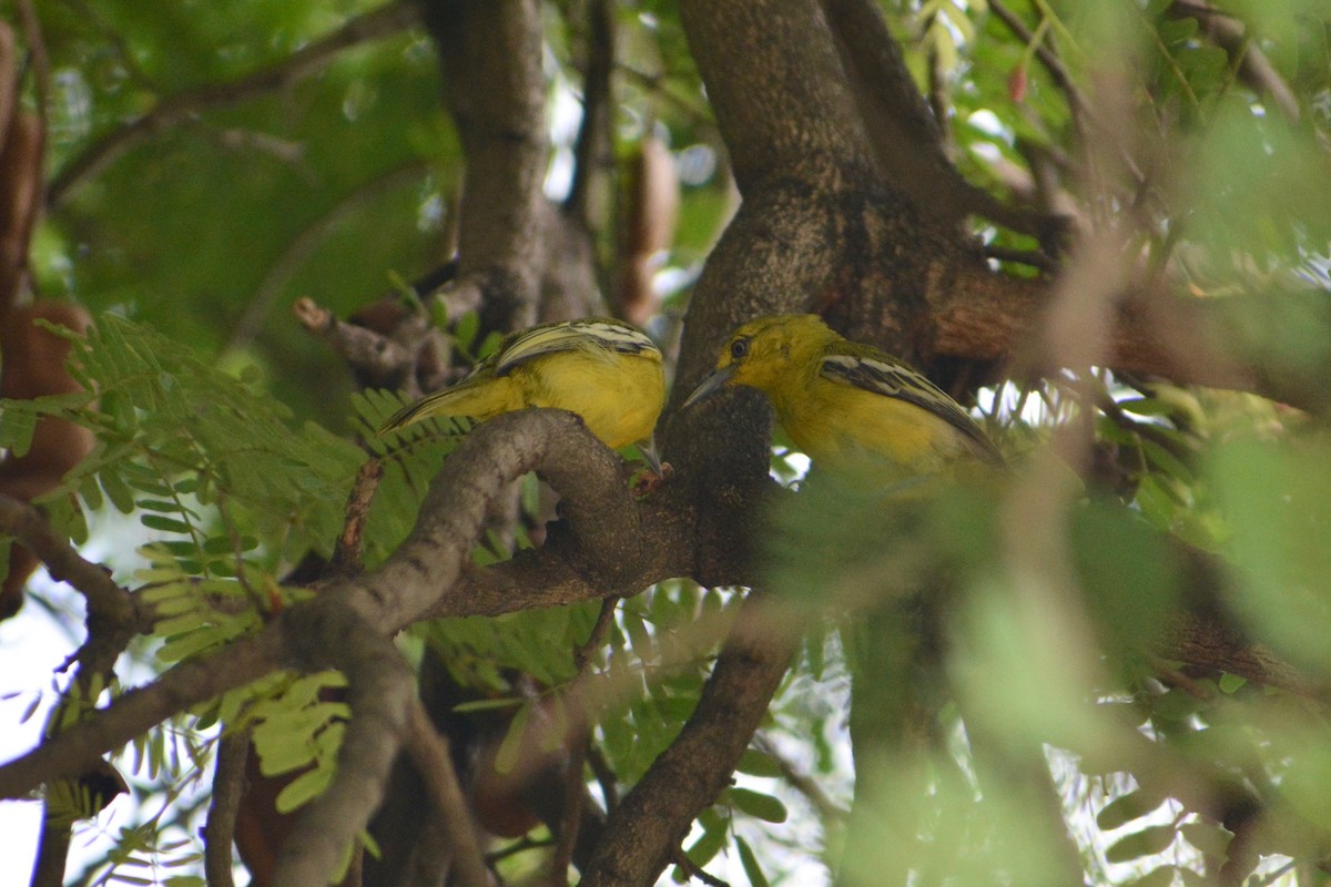 Common Iora - ML404770141