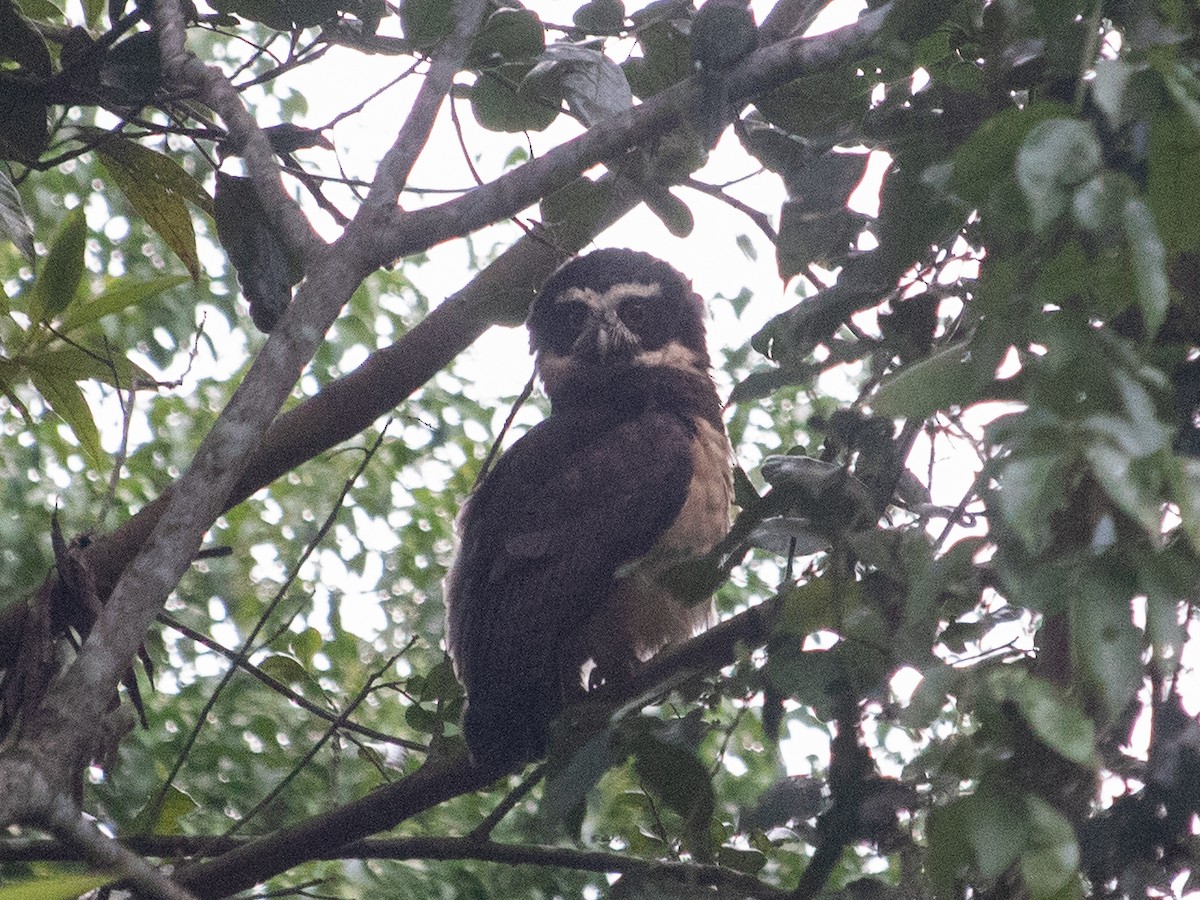 Spectacled Owl - ML404771151