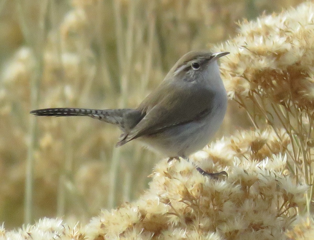 Bewick's Wren - ML40477211