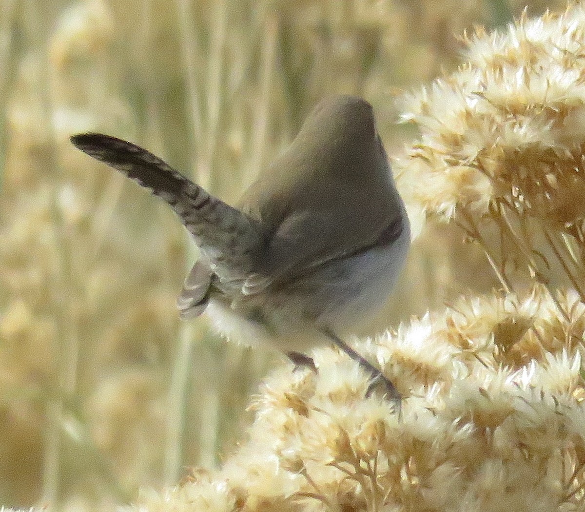 Bewick's Wren - JoAnn Potter Riggle 🦤