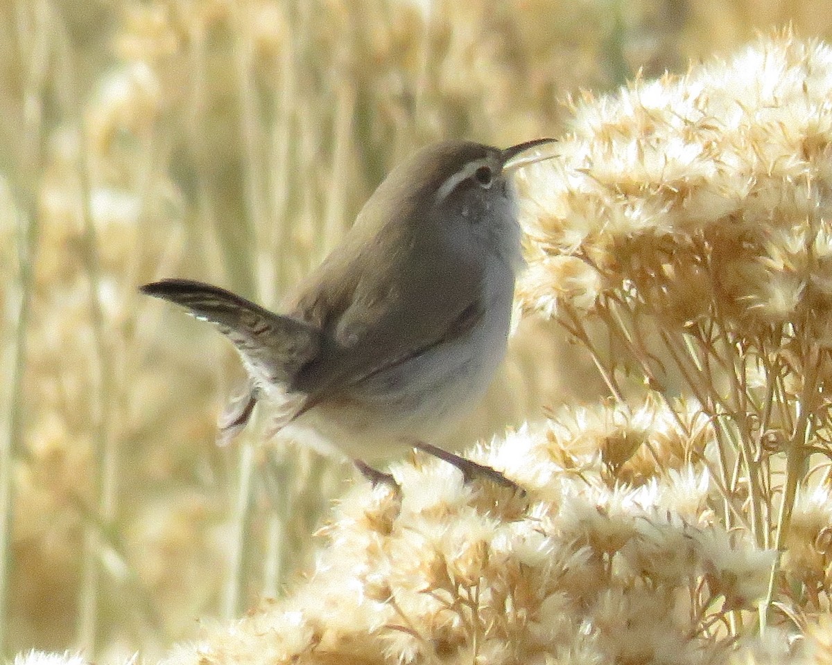 Bewick's Wren - ML40477231