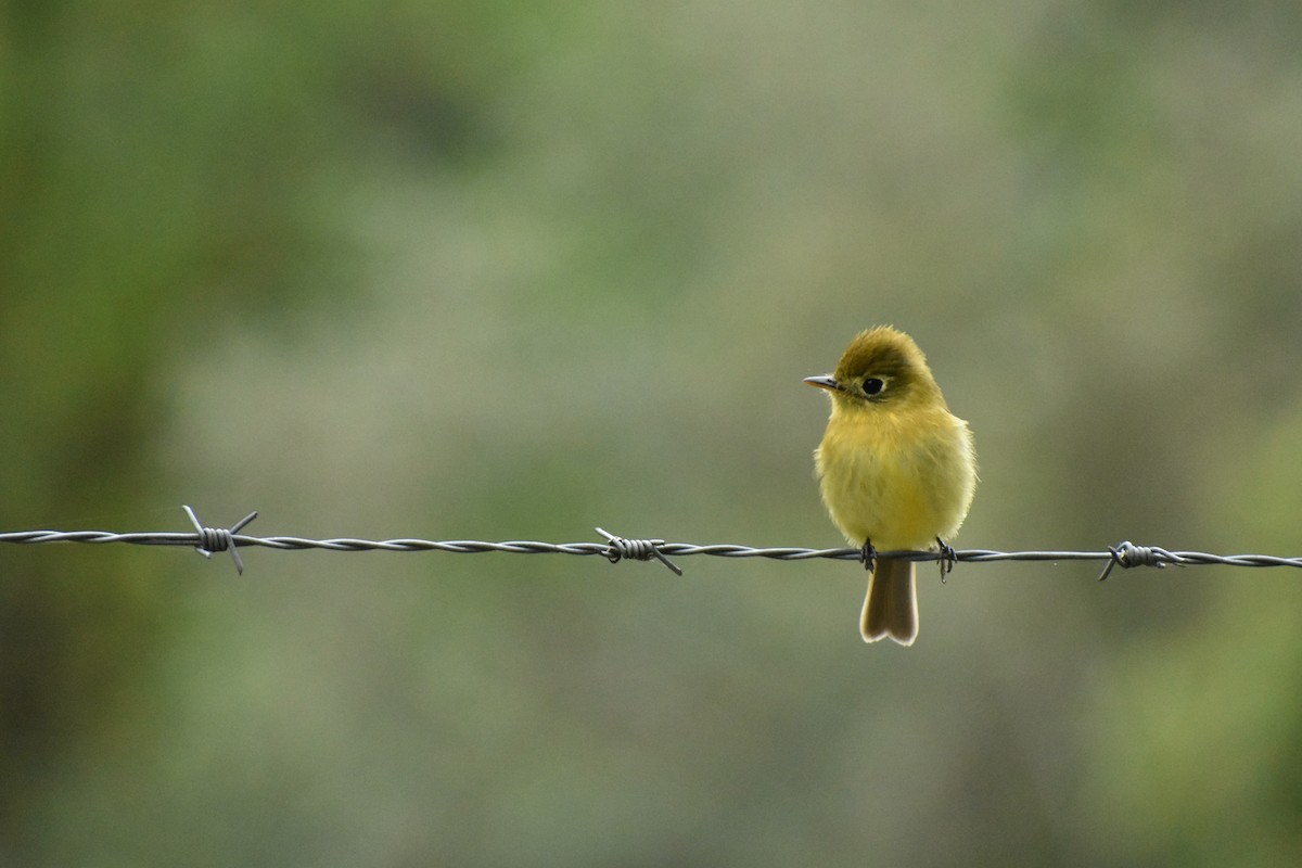 Yellowish Flycatcher - ML404772831