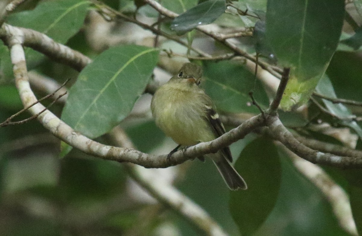 Yellow-bellied Flycatcher - ML404773481