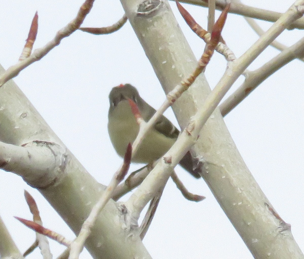 Ruby-crowned Kinglet - ML40477391