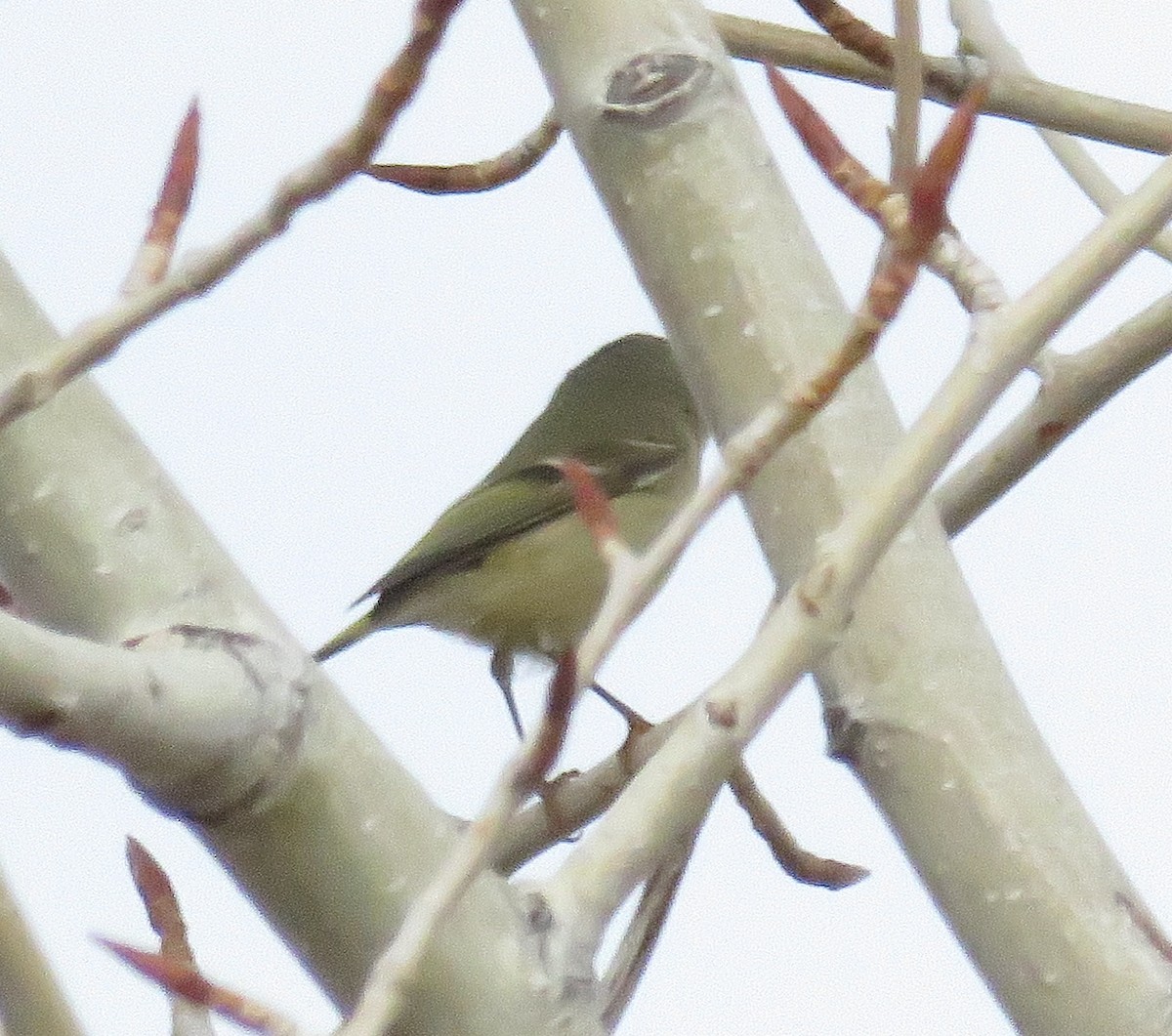 Ruby-crowned Kinglet - JoAnn Potter Riggle 🦤