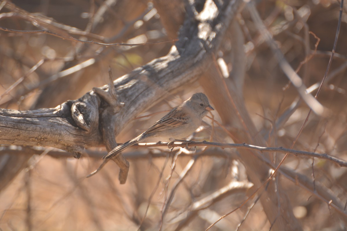 Black-chinned Sparrow - ML404775891