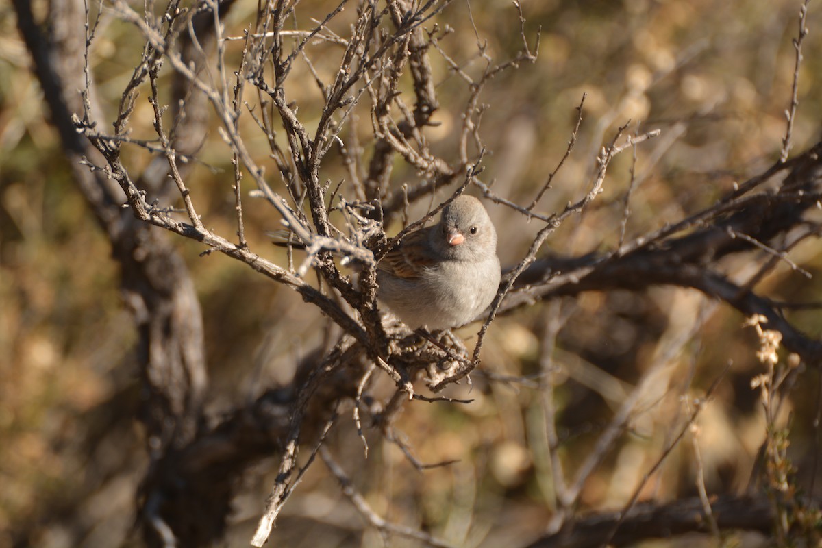 Black-chinned Sparrow - ML404775921