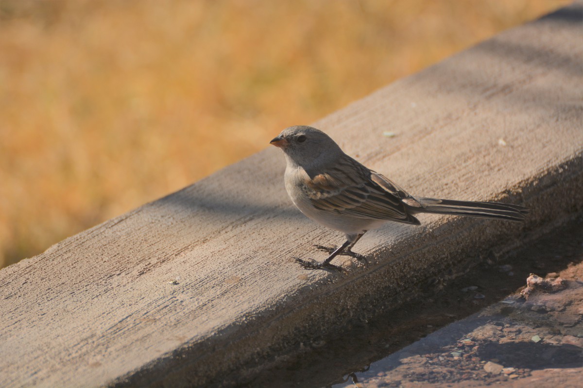 Black-chinned Sparrow - ML404775951