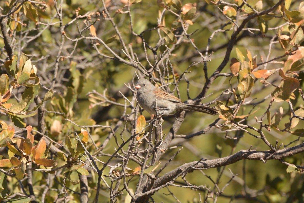 Black-chinned Sparrow - ML404775971