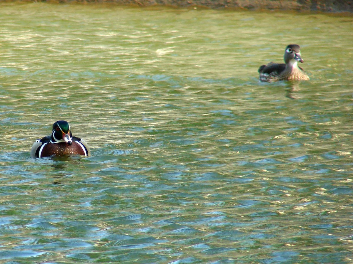 Wood Duck - ML40477641