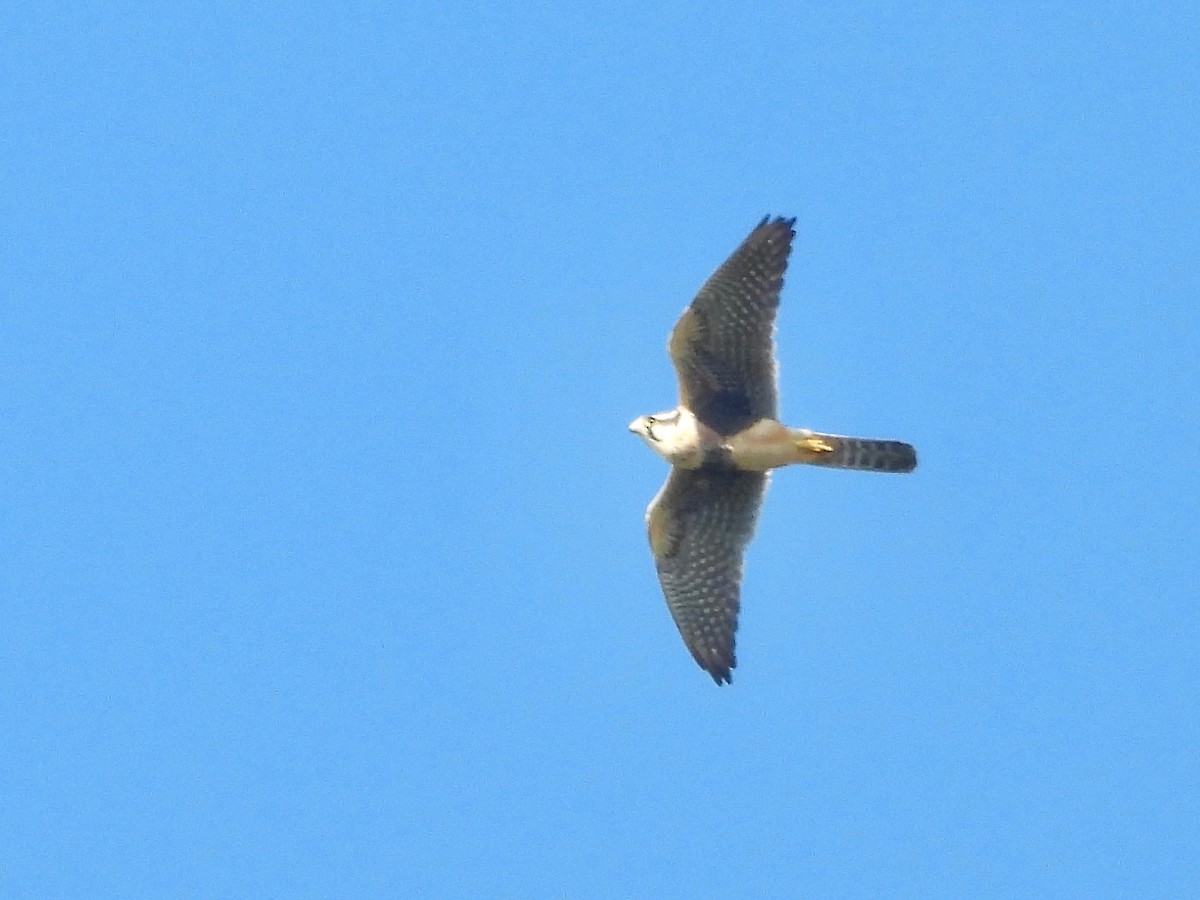 Aplomado Falcon - ML404776771