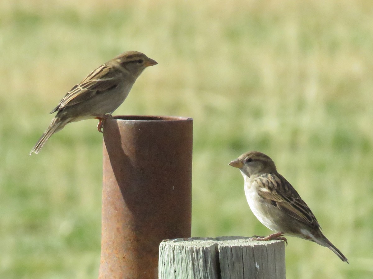 House Sparrow - ML40477881