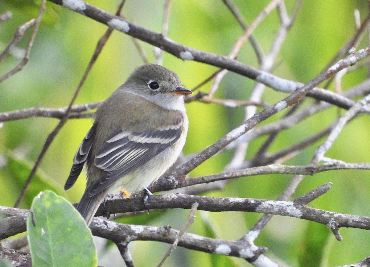 Least Flycatcher - ML404779131