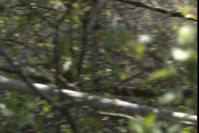 Wilson's Warbler - ML404780
