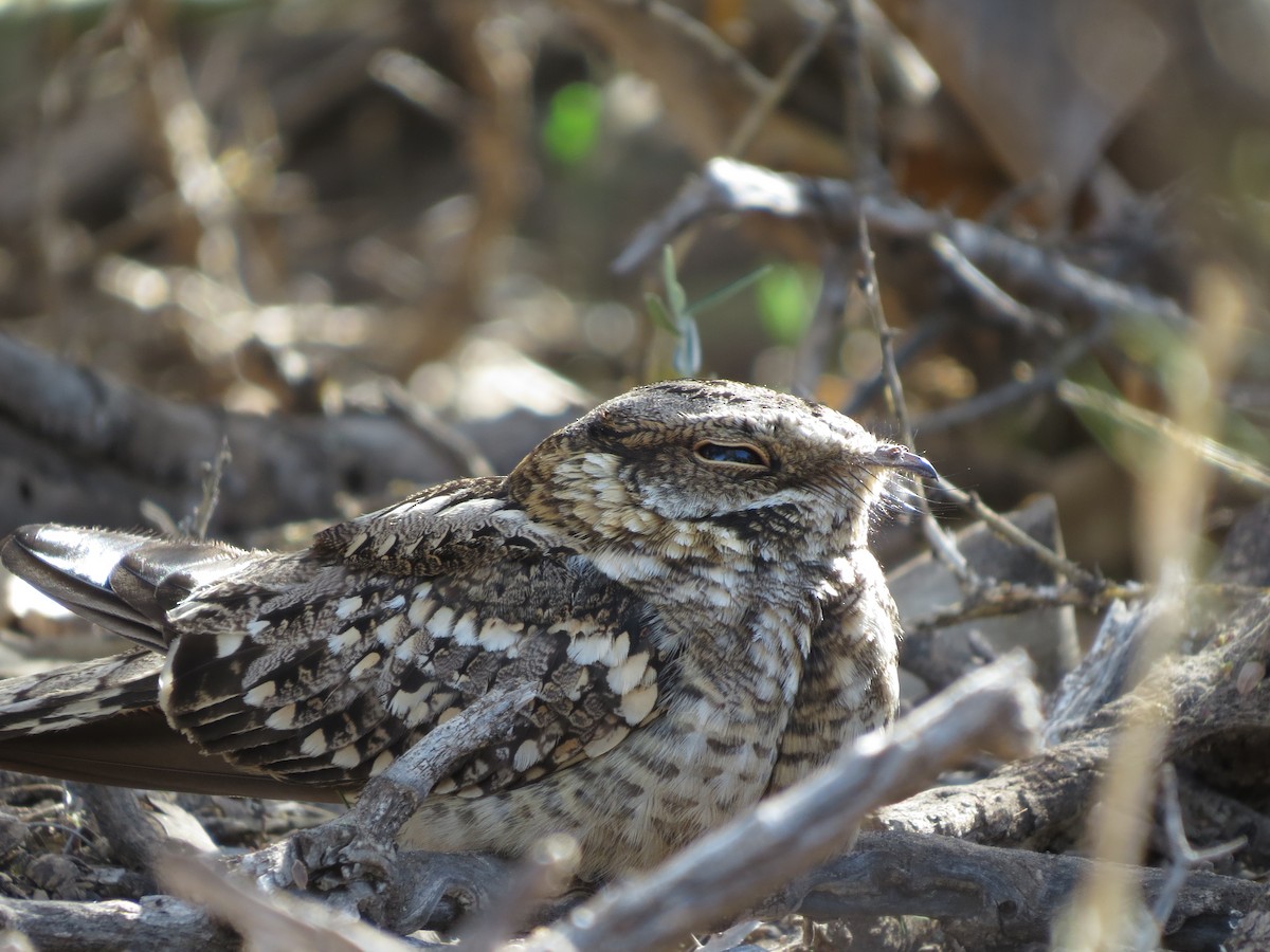 Scissor-tailed Nightjar - ML40478031