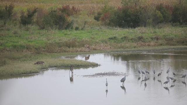 Sandhill Crane - ML404780461