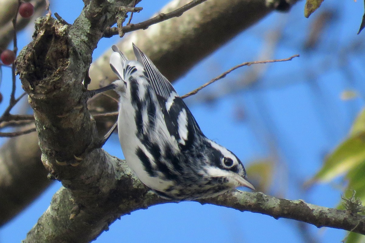 Black-and-white Warbler - ML404780711