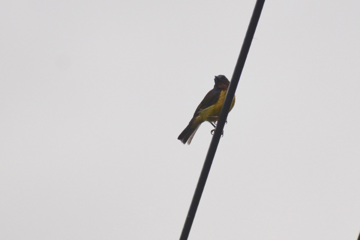 Brown-throated Sunbird - Will Brooks