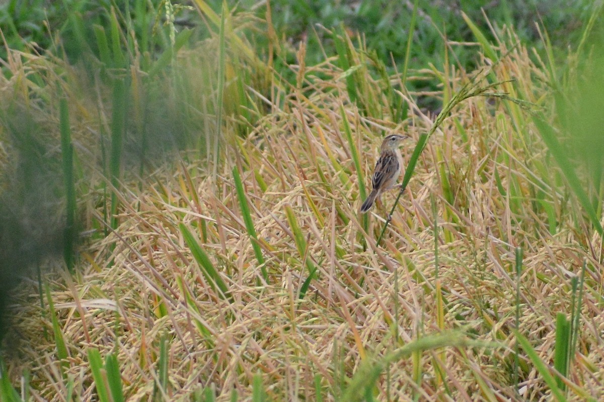 Zitting Cisticola - Will Brooks