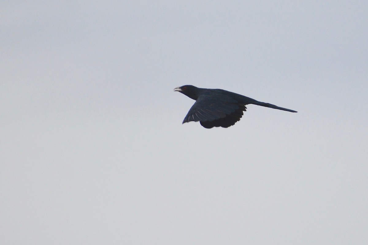 Asian Koel - Will Brooks