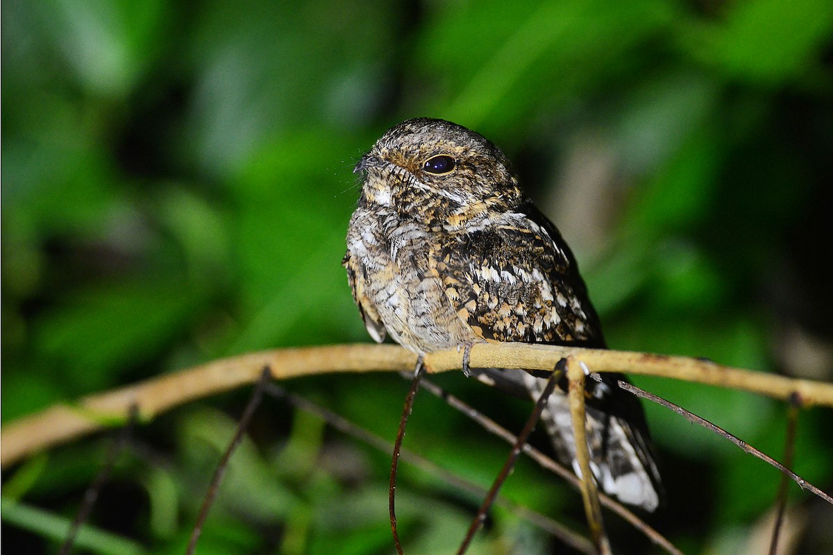 Little Nightjar - ML404782551