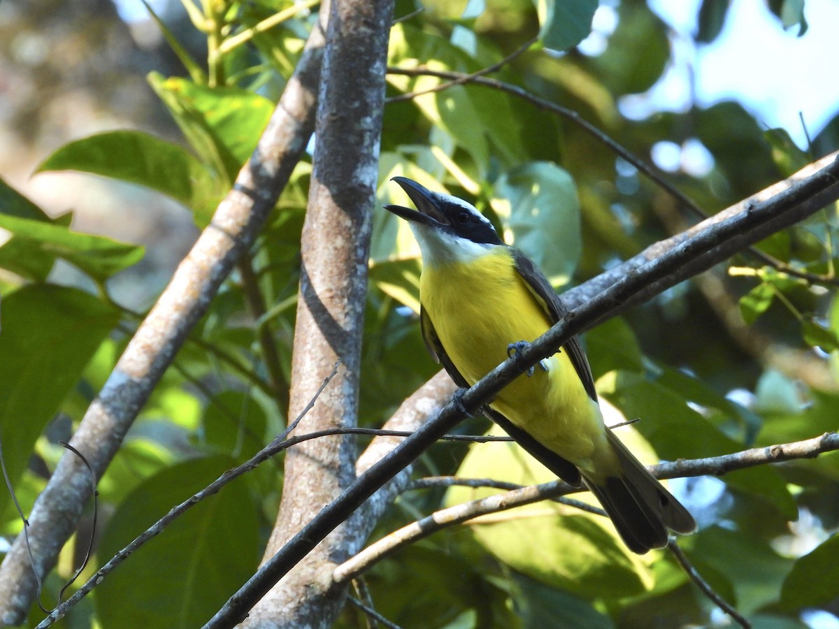 Boat-billed Flycatcher - ML404782711