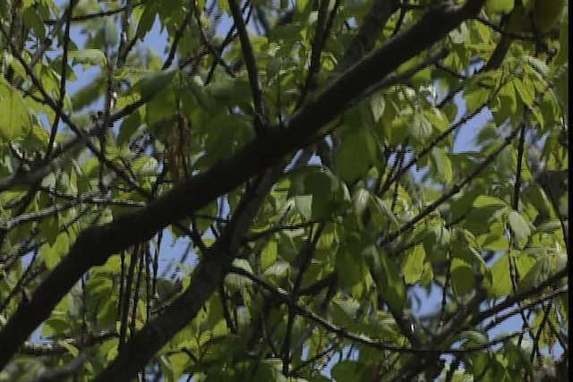 Wilson's Warbler - ML404785
