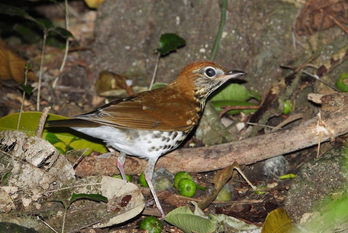 Wood Thrush - ML404785771