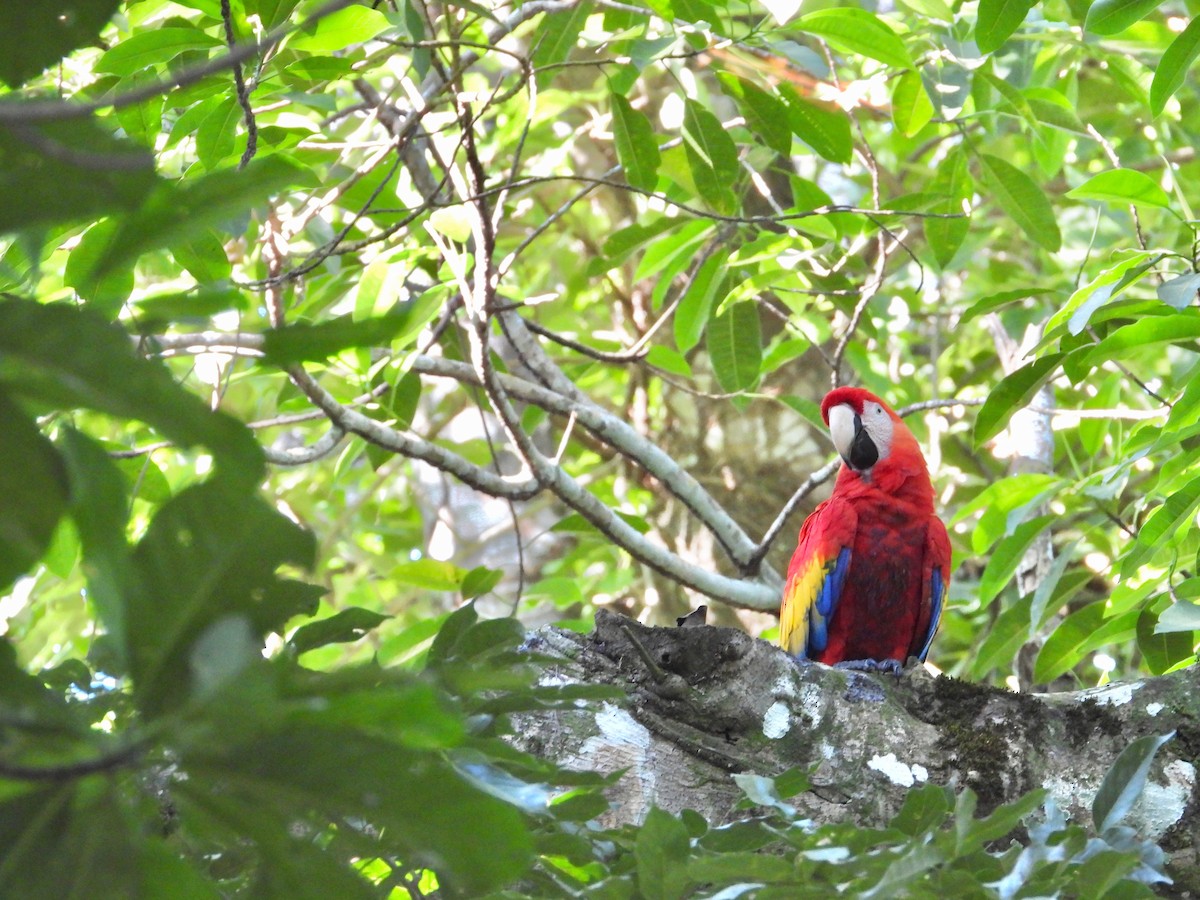 Scarlet Macaw - Kalin Ocaña