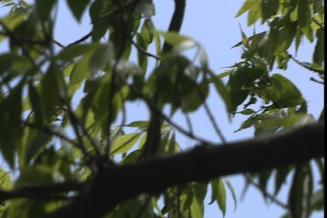Wilson's Warbler - ML404786