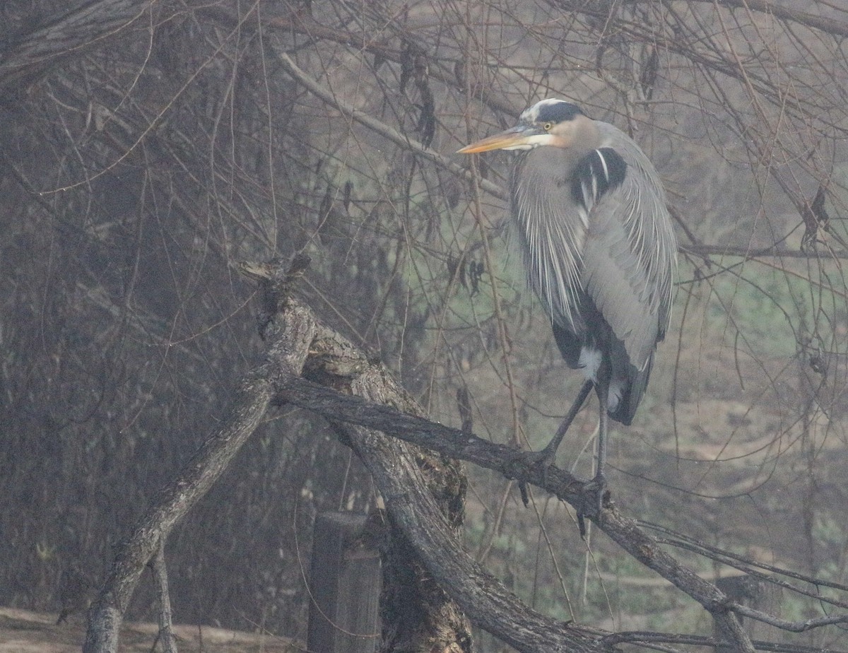 Great Blue Heron - Teresa Connell