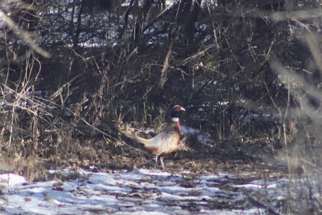Ring-necked Pheasant - ML404786931
