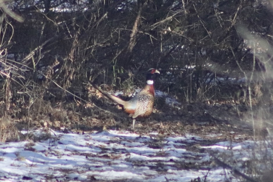 Ring-necked Pheasant - ML404786941