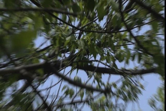 Wilson's Warbler - ML404787