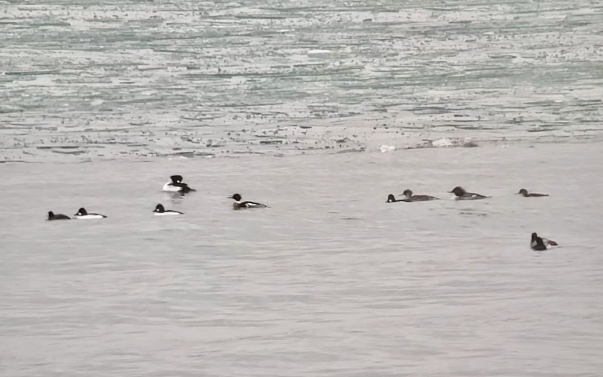 紅胸秋沙 - ML404787451