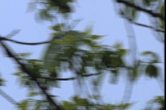 Wilson's Warbler - ML404788