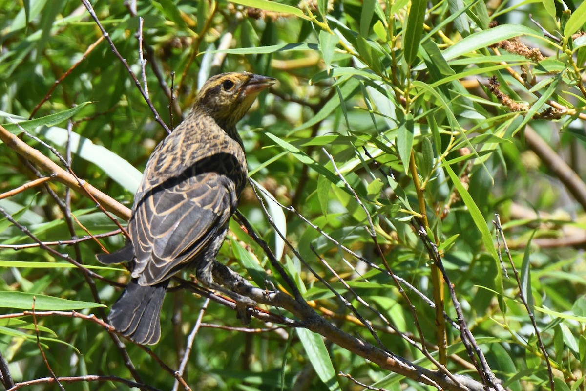 Red-winged Blackbird - Sean Crockett