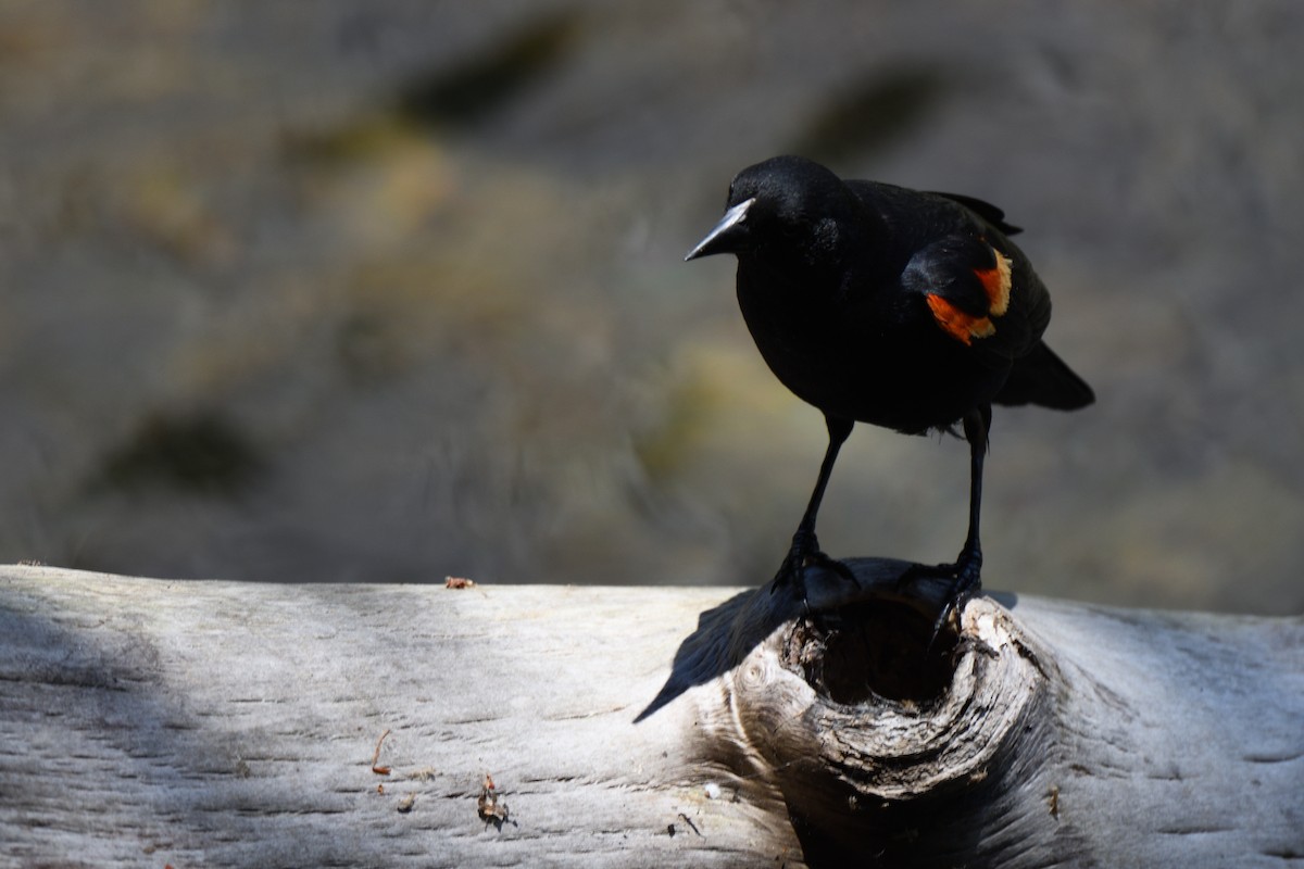 Red-winged Blackbird - Sean Crockett