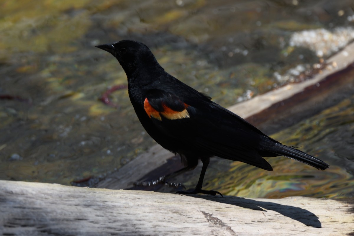 Red-winged Blackbird - Sean Crockett
