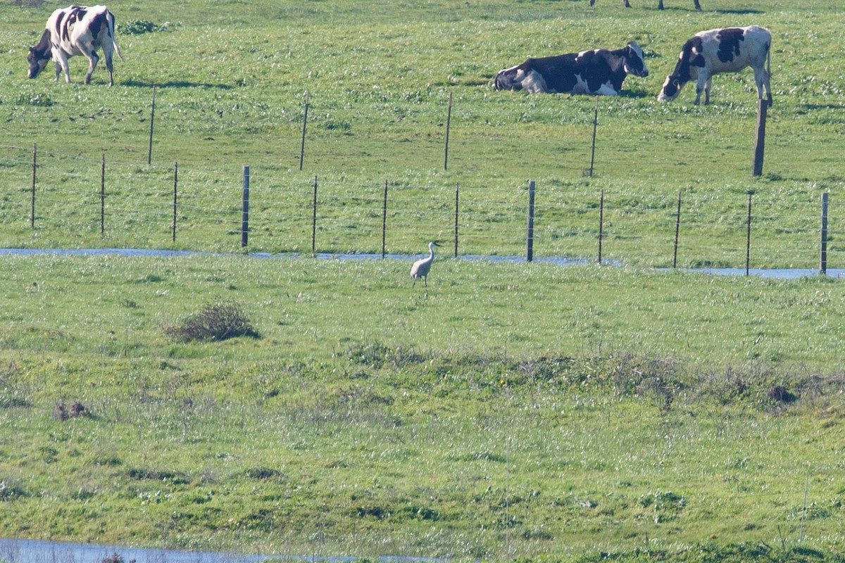 Sandhill Crane - ML404788451