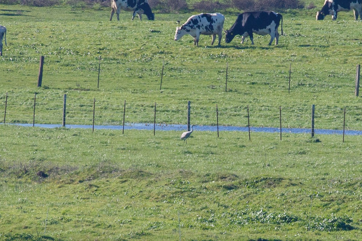 Sandhill Crane - ML404788461