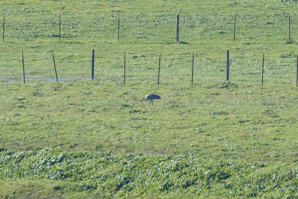 Sandhill Crane - ML404788761