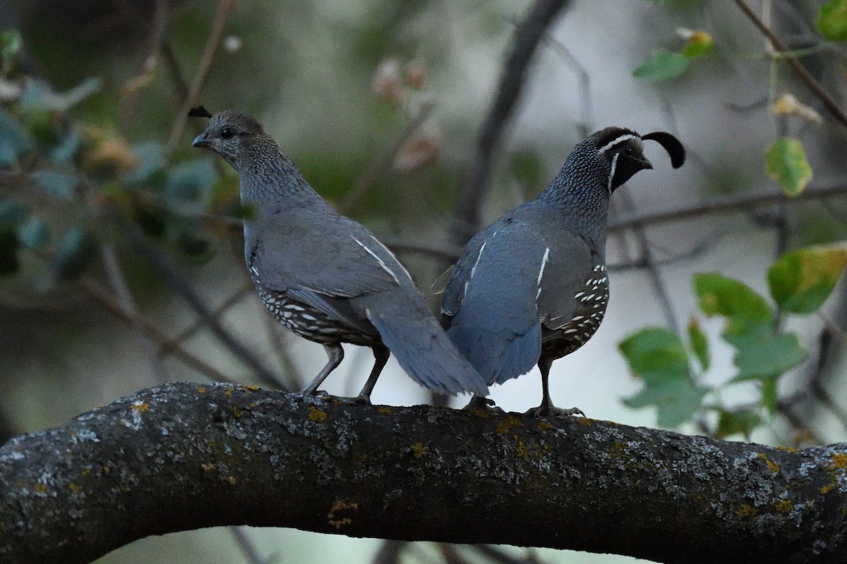 California Quail - ML404788911