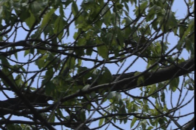 Wilson's Warbler - ML404789