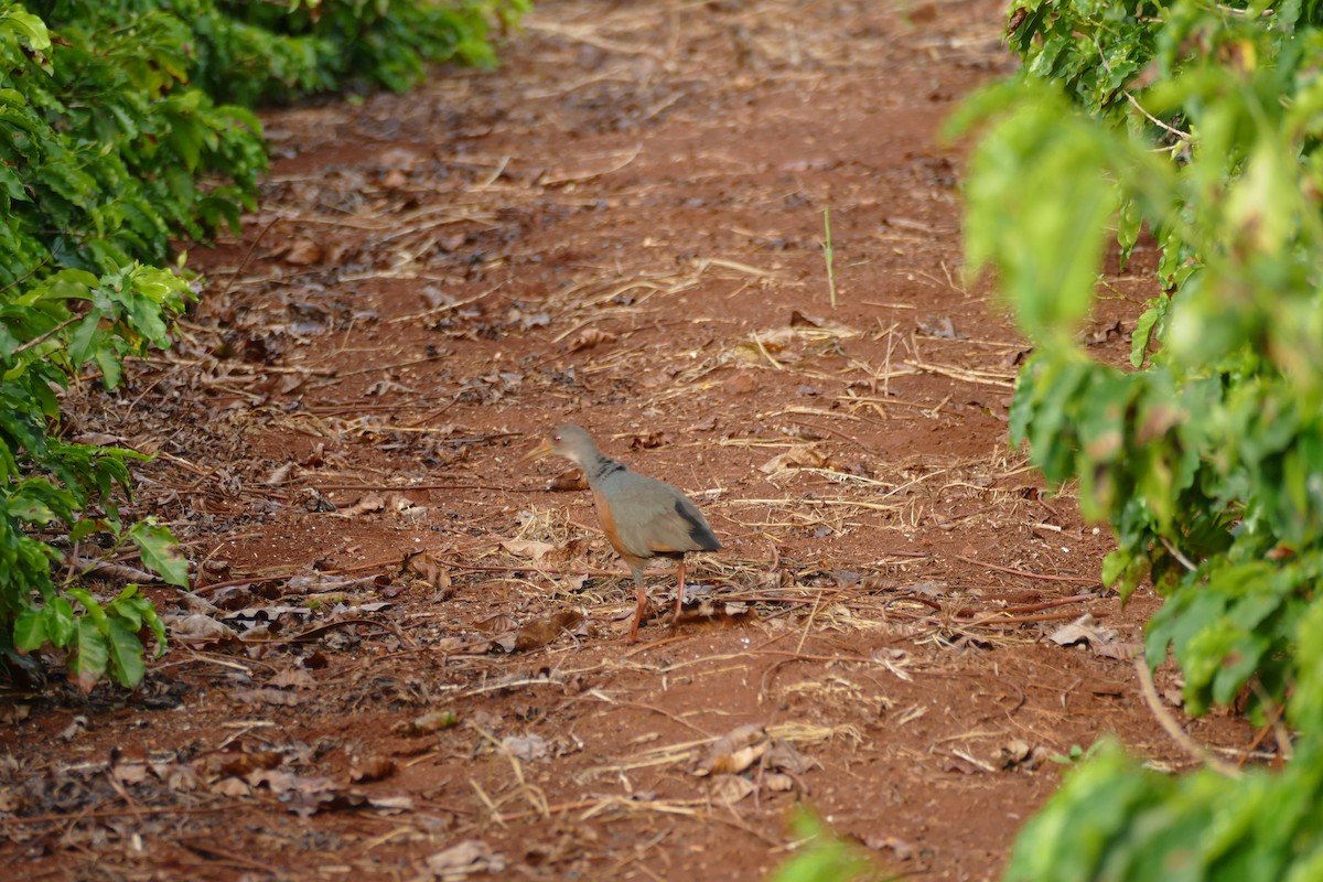 Little Wood-Rail - ML404789321