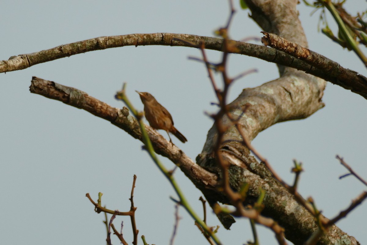 Southern House Wren - ML404789421