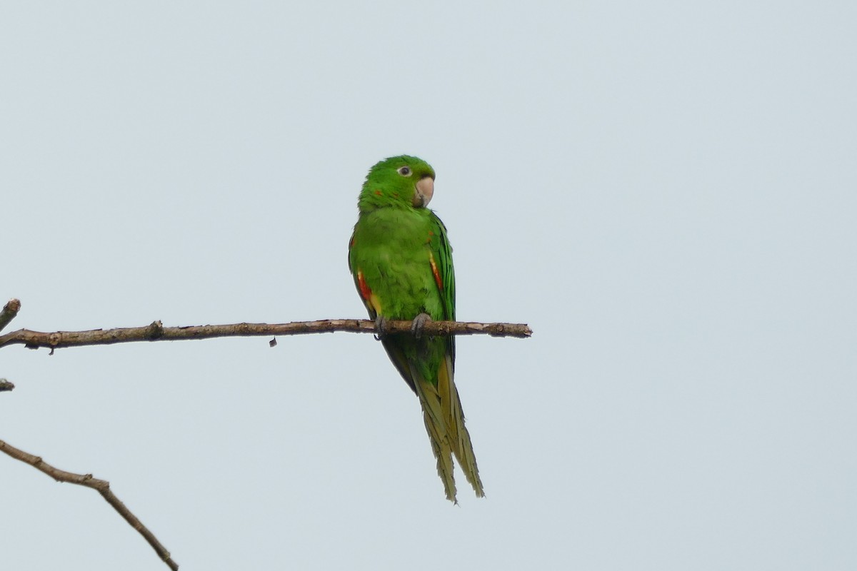 White-eyed Parakeet - ML404789601