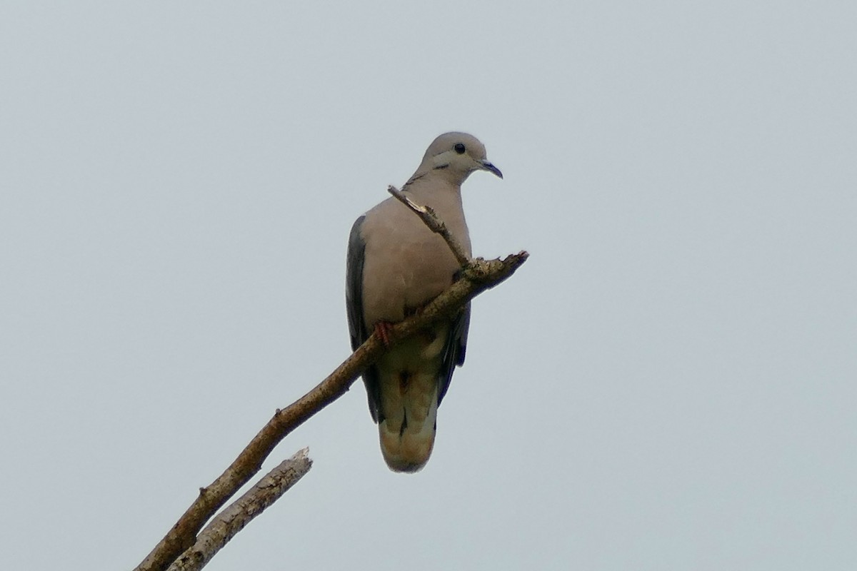 Eared Dove - ML404789741