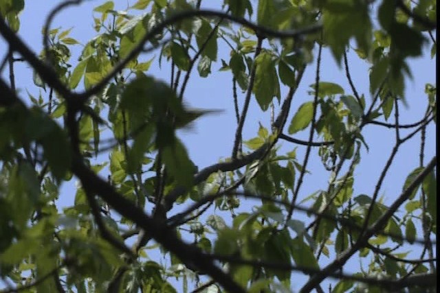 Wilson's Warbler - ML404790